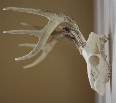 Use an angle grinder with the cut-off wheel. . How to hang deer skull on wall